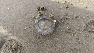 Aydın’ın Kuşadası ve İzmir’in Selçuk ilçeleri arasındaki kıyı şeridinde binlerce