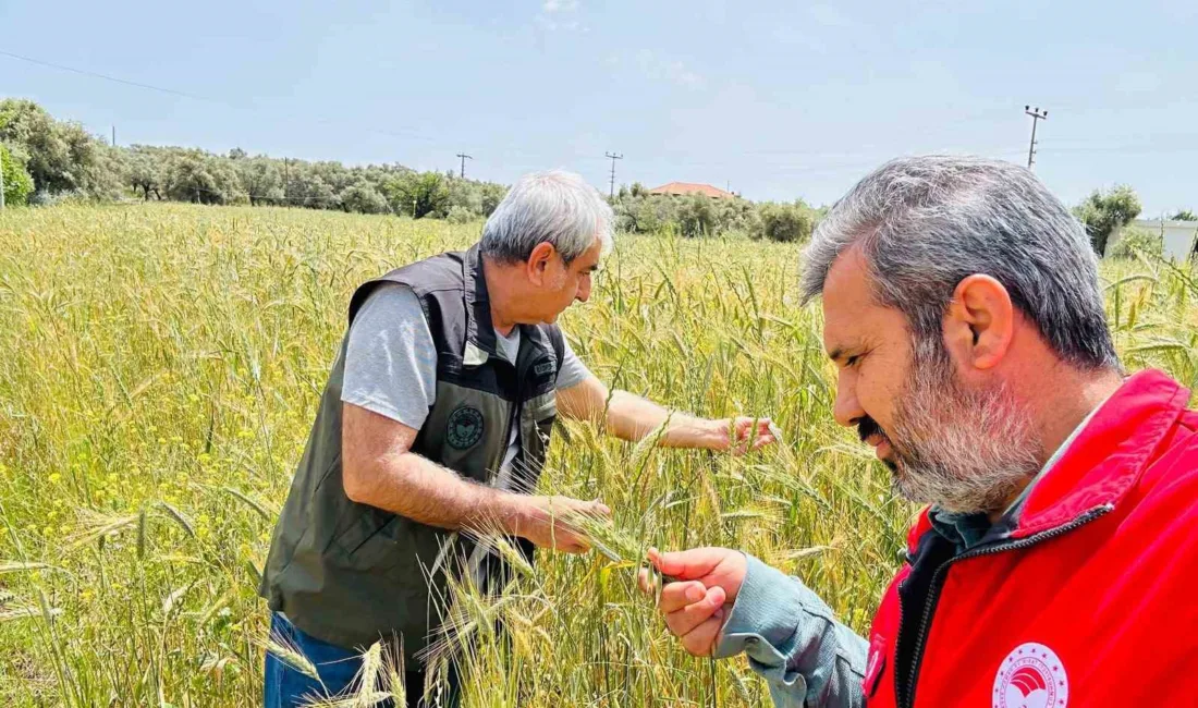 Menteşe İlçe Tarım ve Orman Müdürlüğü ekipleri, hububat alanlarında verim