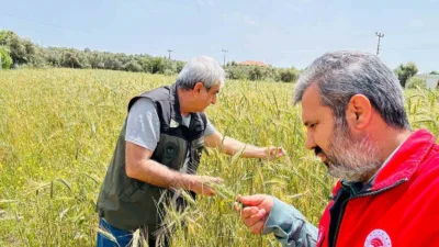 Menteşe İlçe Tarım ve Orman Müdürlüğü ekipleri, hububat alanlarında verim