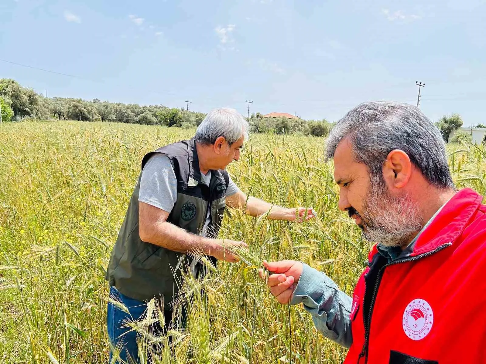 Menteşe İlçe Tarım ve Orman Müdürlüğü ekipleri, hububat alanlarında verim