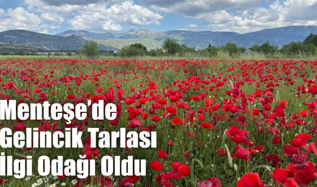 Muğla’nın Menteşe ilçesinde açan gelincikler, ortaya kartpostallık görüntüler çıkardı. Yol