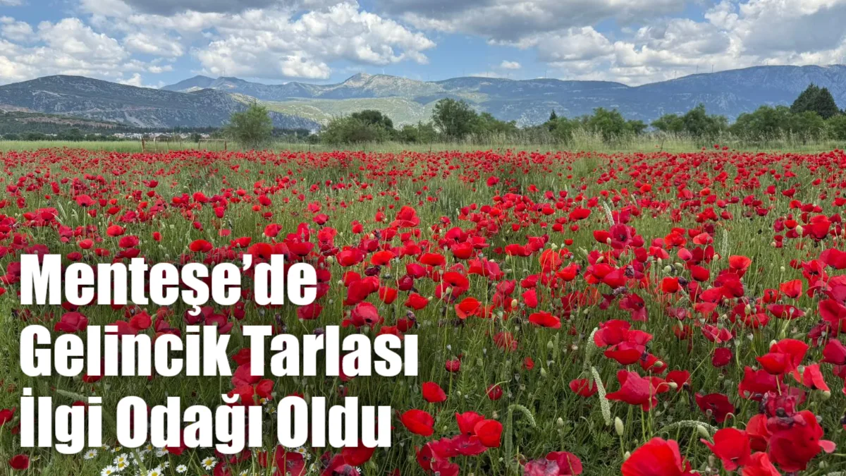 Muğla’nın Menteşe ilçesinde açan gelincikler, ortaya kartpostallık görüntüler çıkardı. Yol