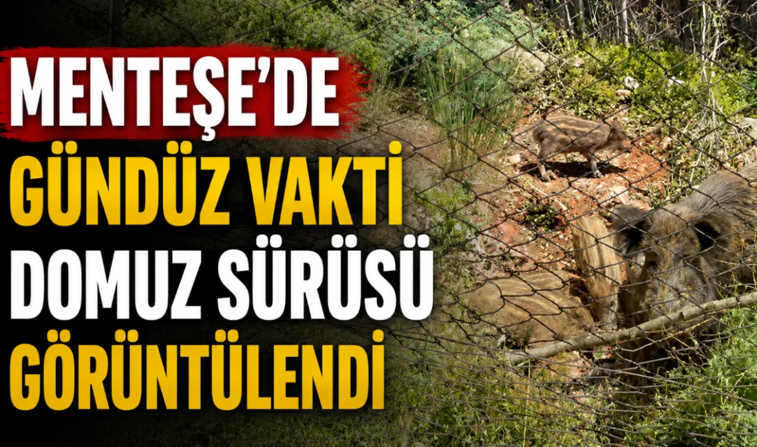 Menteşe’de gündüz saatlerinde Galericiler Sitesi yakınlarına kadar inen yaban domuzu