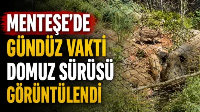 Menteşe’de gündüz saatlerinde Galericiler Sitesi yakınlarına kadar inen yaban domuzu
