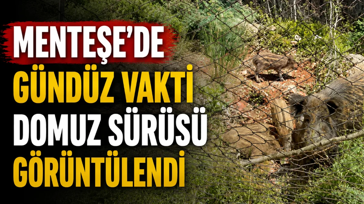 Menteşe’de gündüz saatlerinde Galericiler Sitesi yakınlarına kadar inen yaban domuzu