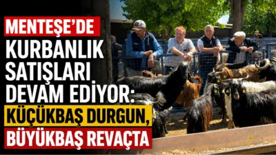 Kurban Bayramı’na günler kala, Menteşe’deki Bayır Hayvan Pazarı’nda satış hareketliliği