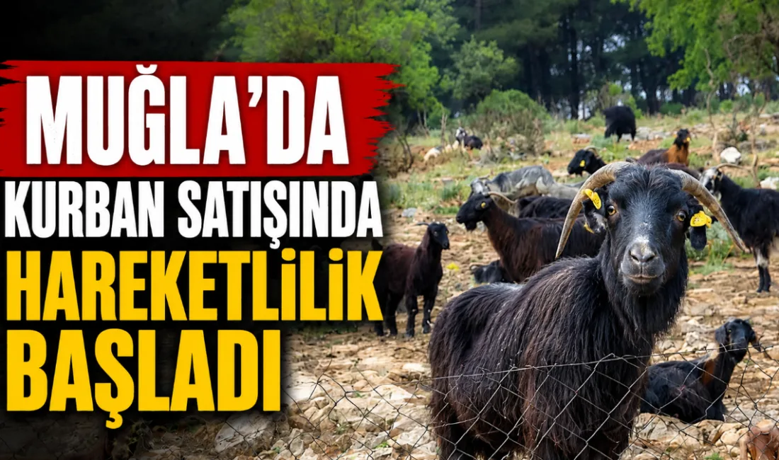 Muğla'da yaklaşan Kurban Bayramı öncesi kurbanlık satışları piyasa beklentilerinin altında