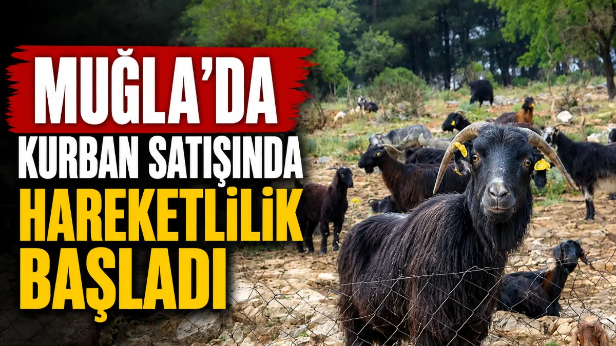 Muğla'da yaklaşan Kurban Bayramı öncesi kurbanlık satışları piyasa beklentilerinin altında