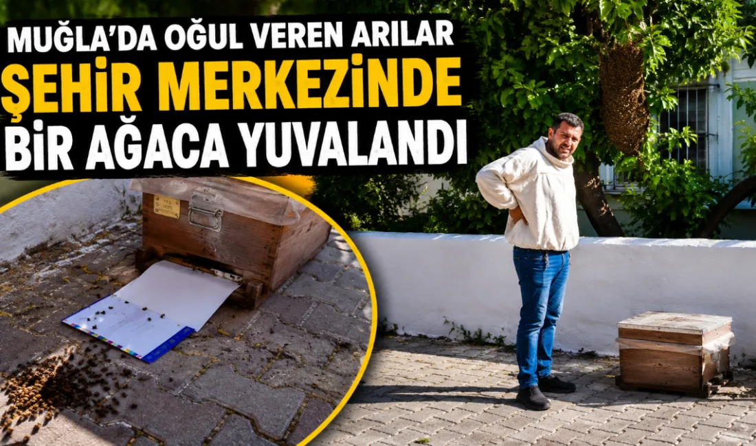Muğla'da, bir apartmanın bahçesindeki ağaca yerleşen arı oğulu, çevreye zarar
