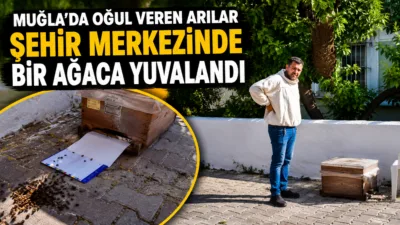 Muğla'da, bir apartmanın bahçesindeki ağaca yerleşen arı oğulu, çevreye zarar