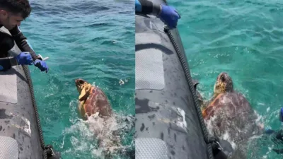 Gökova Körfezi'ndeki balıkçılığa kapalı alanda bilimsel izleme çalışması yapan Akdeniz