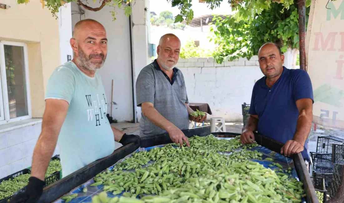 Aydın’ın Koçarlı ilçesinde yıllık 3 bin ton üretilen ve kilosu