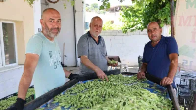 Aydın’ın Koçarlı ilçesinde yıllık 3 bin ton üretilen ve kilosu