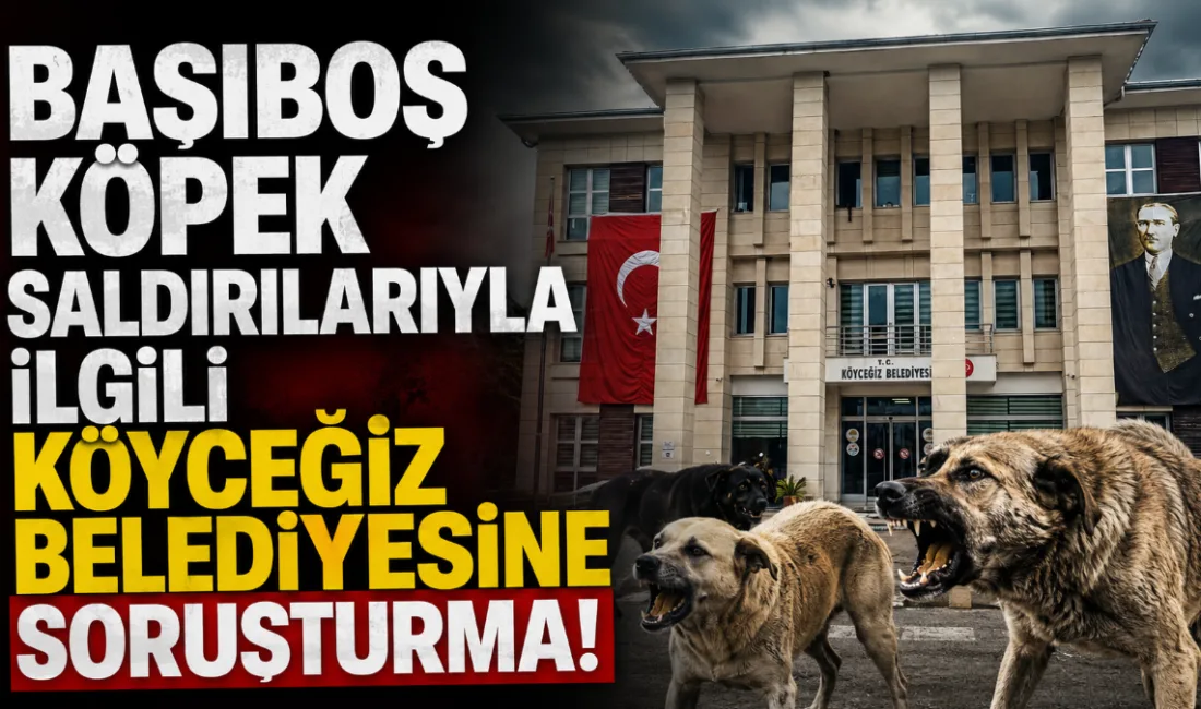 İçişleri Bakanlığı, sahipsiz sokak köpeklerinin saldırıları ve mevzuat yükümlülüklerinin yerine