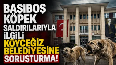 İçişleri Bakanlığı, sahipsiz sokak köpeklerinin saldırıları ve mevzuat yükümlülüklerinin yerine