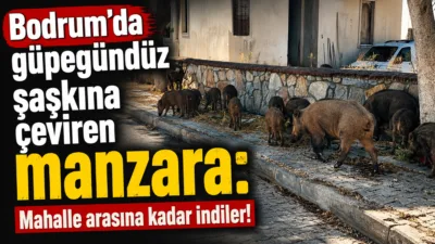 Muğla'nın Bodrum ilçesinde aç kaldıkları için yerleşim alanına kadar inen