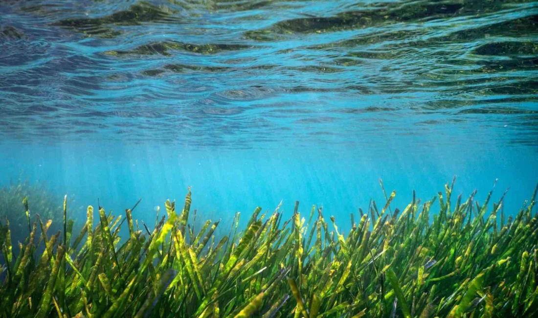 Muğla Büyükşehir Belediyesi'nin desteklediği 'Project Posidonia' kapsamında Bodrum ve Gökova’da