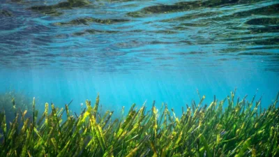 Muğla Büyükşehir Belediyesi'nin desteklediği 'Project Posidonia' kapsamında Bodrum ve Gökova’da