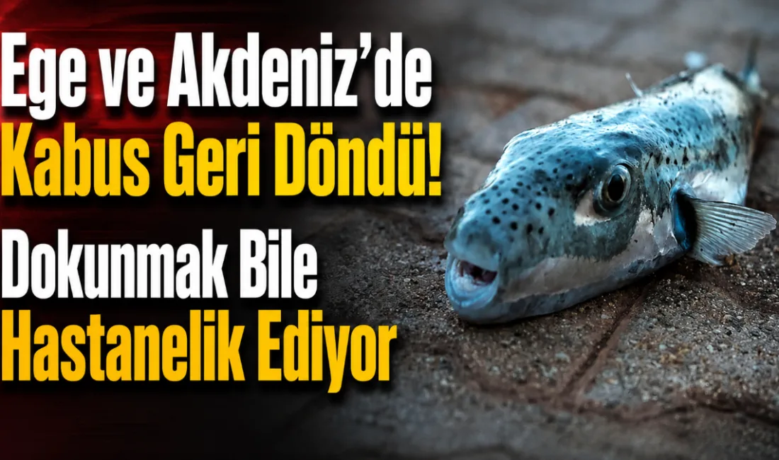 Ege ve Akdeniz kıyılarında hızla çoğalan Hint Okyanusu kökenli istilacı