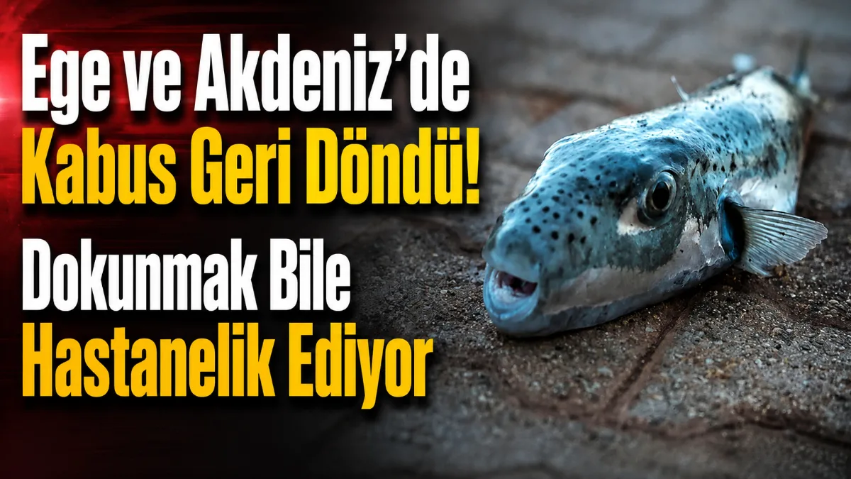 Ege ve Akdeniz kıyılarında hızla çoğalan Hint Okyanusu kökenli istilacı