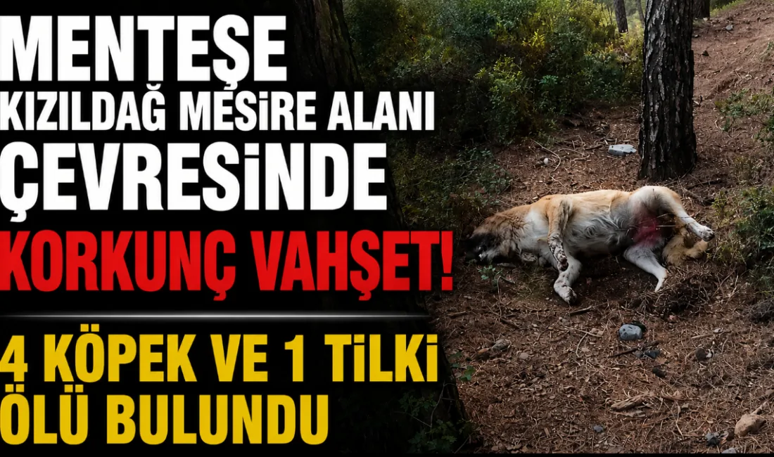 Muğla Menteşe Kızıldağ Mesire Alanı çevresinde peş peşe 4 köpeğin