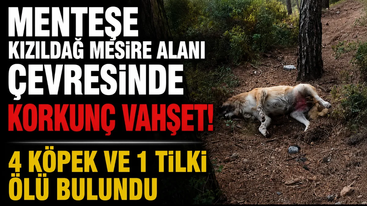 Muğla Menteşe Kızıldağ Mesire Alanı çevresinde peş peşe 4 köpeğin