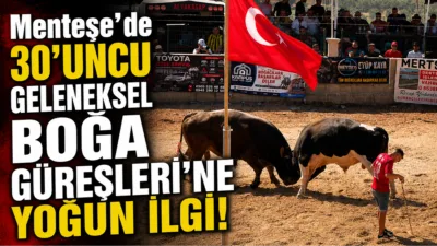 Muğla’nın Menteşe ilçesinde bu yıl 30’uncusu düzenlenen geleneksel boğa güreşleri,