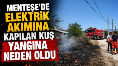 Muğla'nın Menteşe ve Ula ilçelerinde çıkan arazi yangınları, orman ve