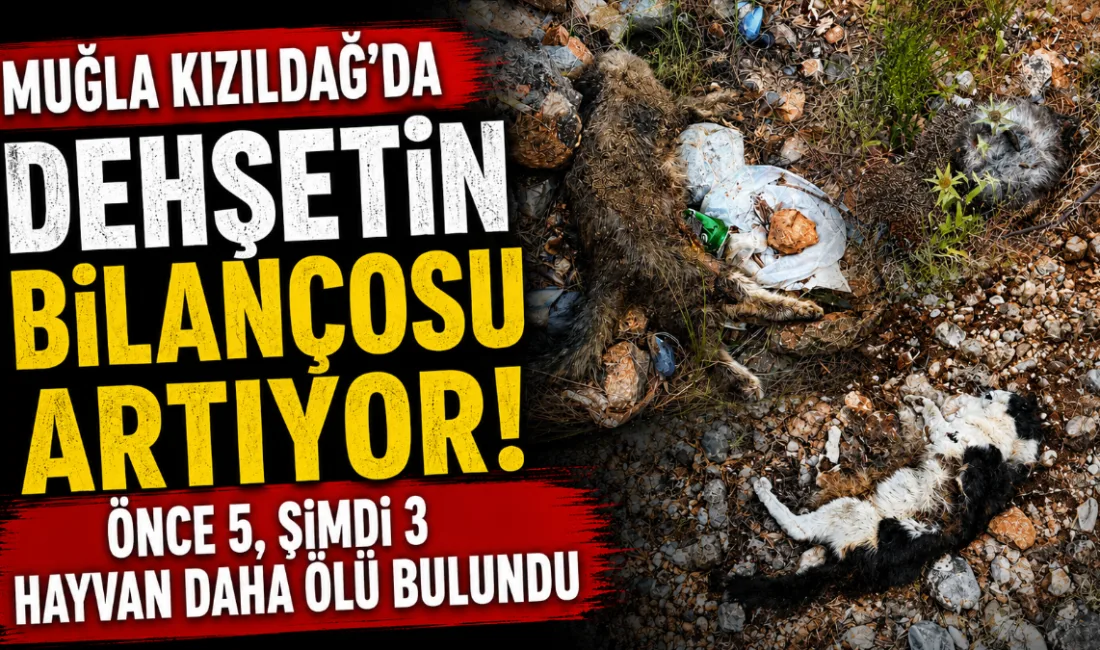 Geçtiğimiz günlerde 4 köpek ve koruma altındaki 1 tilkinin zehirlenerek