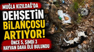 Geçtiğimiz günlerde 4 köpek ve koruma altındaki 1 tilkinin zehirlenerek