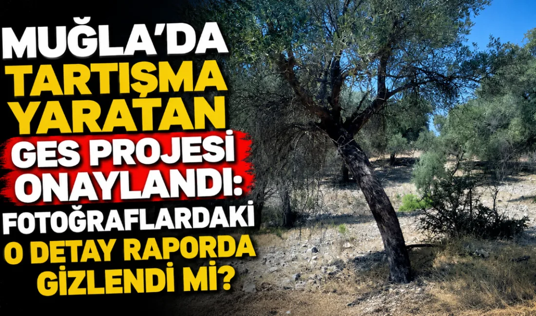 Cumhuriyet'in haberine göre; Muğla'nın Milas ilçesinde orman, tarım ve zeytinlik