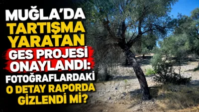 Cumhuriyet'in haberine göre; Muğla'nın Milas ilçesinde orman, tarım ve zeytinlik
