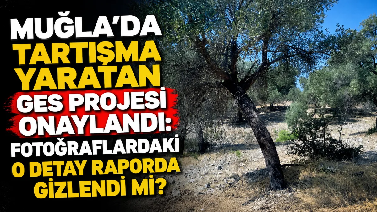 Cumhuriyet'in haberine göre; Muğla'nın Milas ilçesinde orman, tarım ve zeytinlik