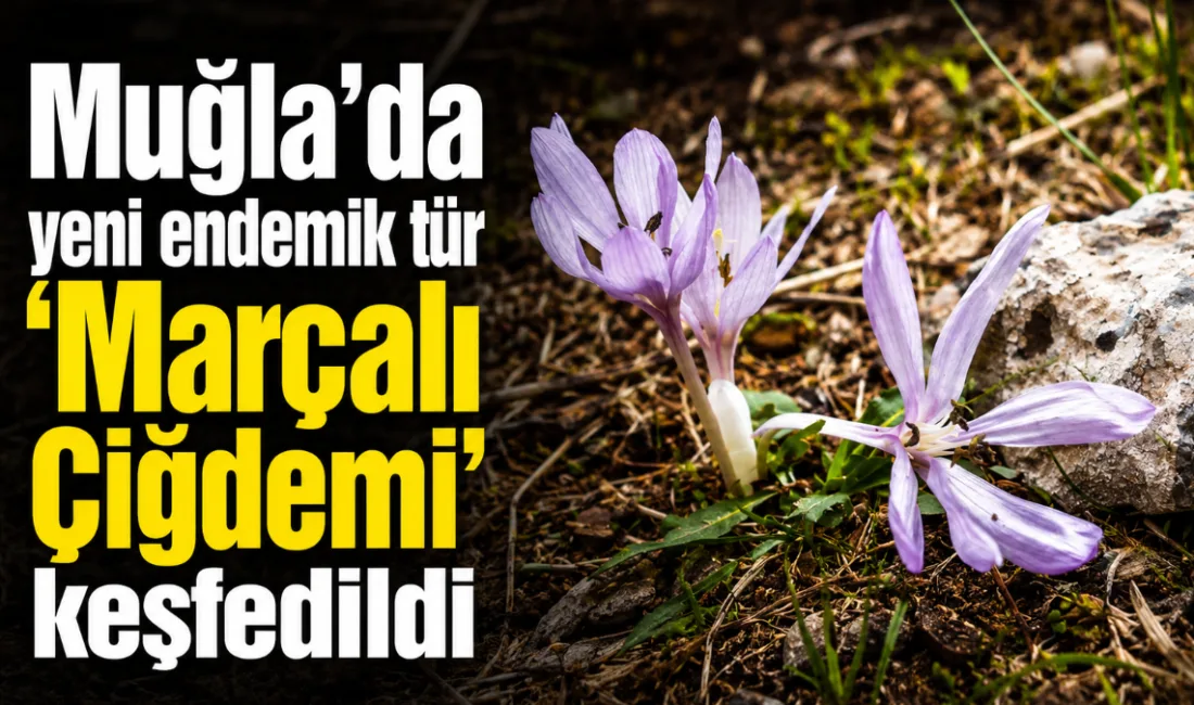 Muğla’nın Menteşe ilçesindeki Marçalı Dağı’nda yürütülen bilimsel araştırmalar sonucunda dünyada