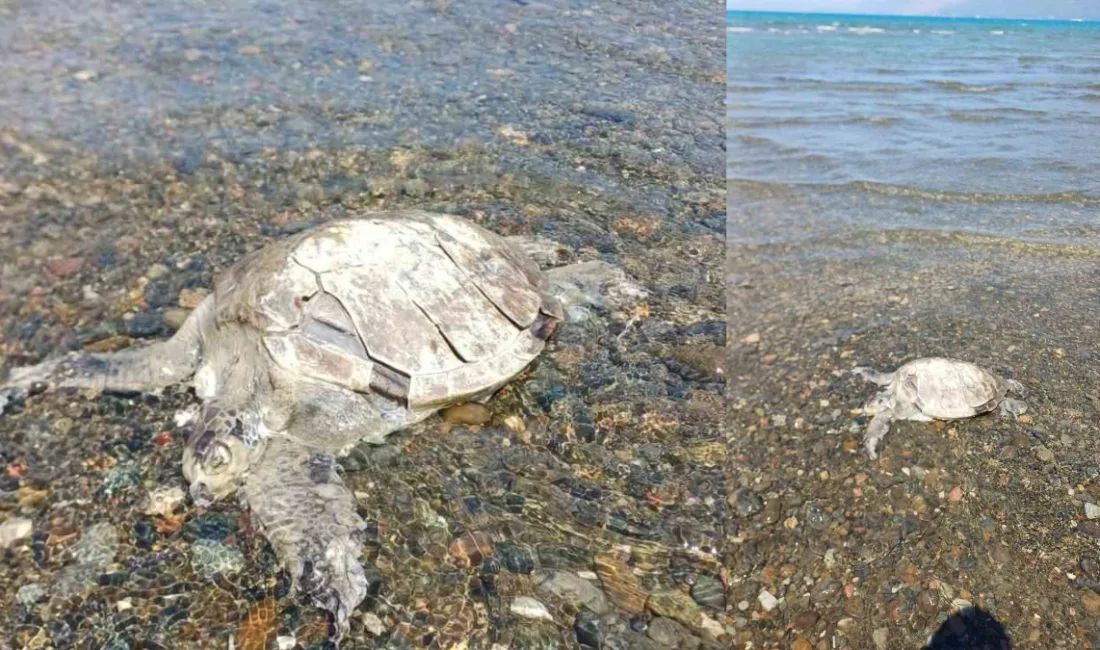 Muğla’nın Ula ilçesine bağlı turistik Gökçe Mahallesi sahilinde hareketsiz halde