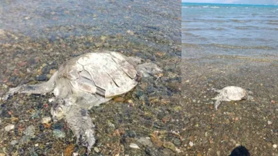 Muğla’nın Ula ilçesine bağlı turistik Gökçe Mahallesi sahilinde hareketsiz halde