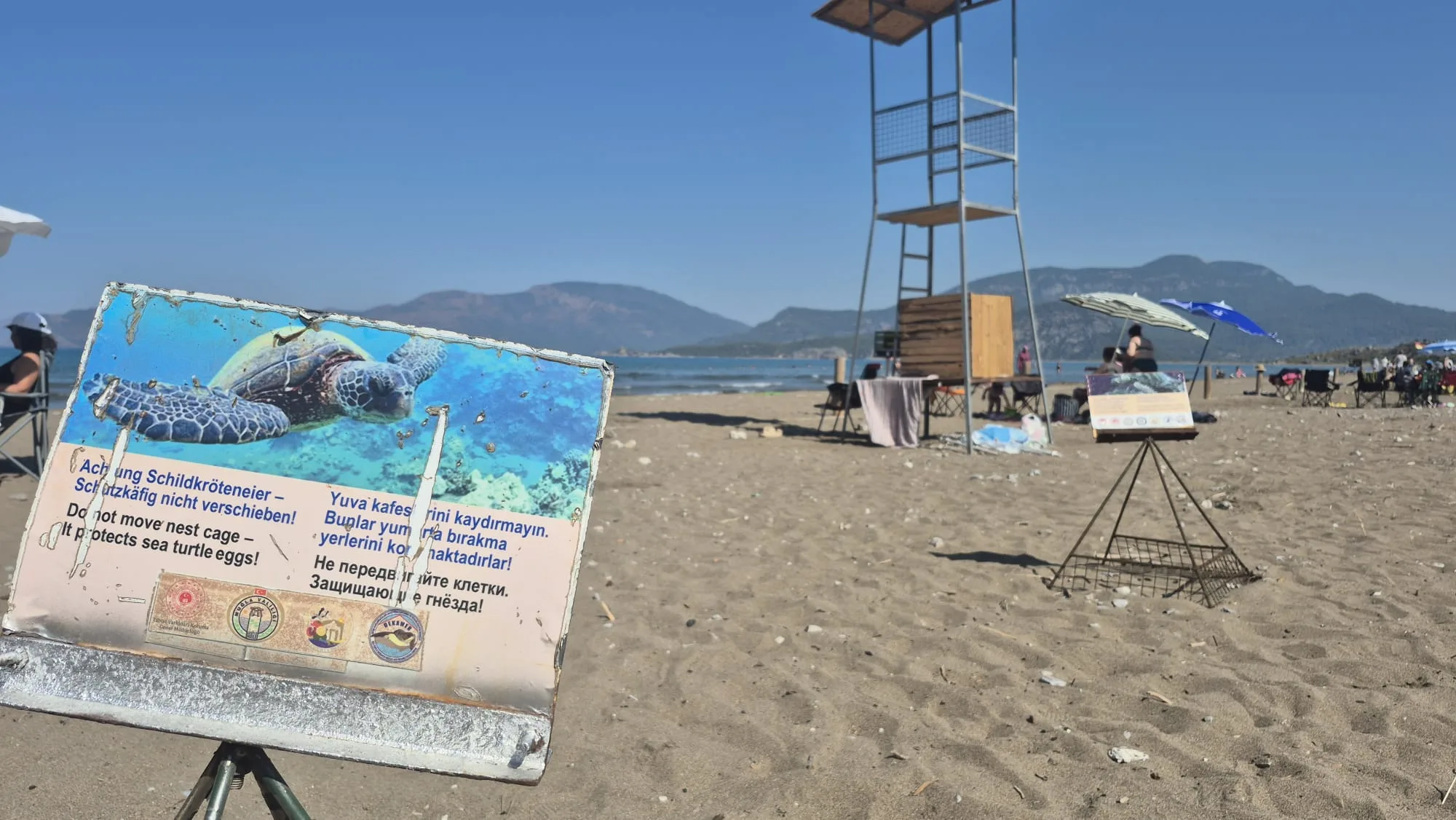 İztuzu’nda Büyük Heyecan: Sezonun İlk Caretta Caretta Yavruları Denize Ulaştı