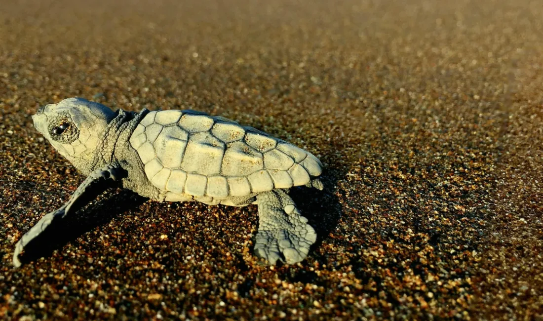Muğla’nın Ortaca ilçesindeki İztuzu Plajı’nda 2026 sezonunun ilk caretta caretta