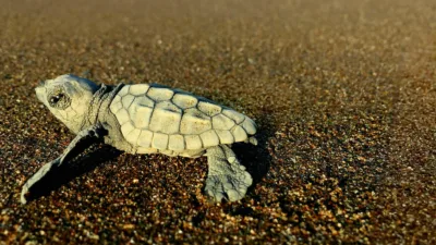 Muğla’nın Ortaca ilçesindeki İztuzu Plajı’nda 2026 sezonunun ilk caretta caretta